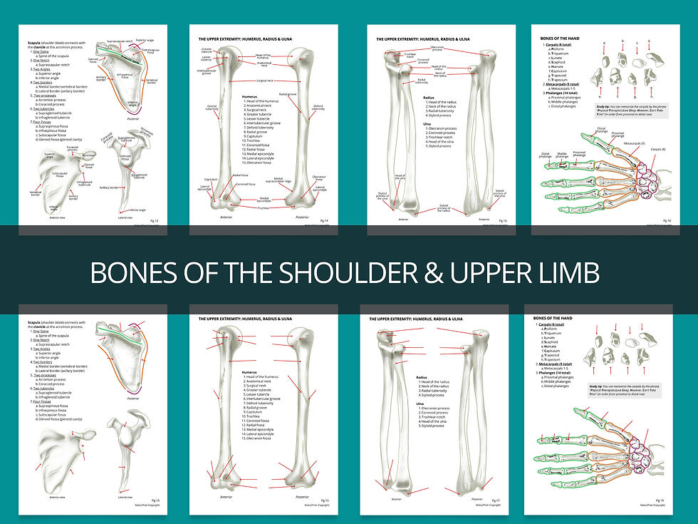 Thumbnail: Bones & Bony Landmarks Printable PDF Worksheet, Bony Landmarks PDF Coloring Wor