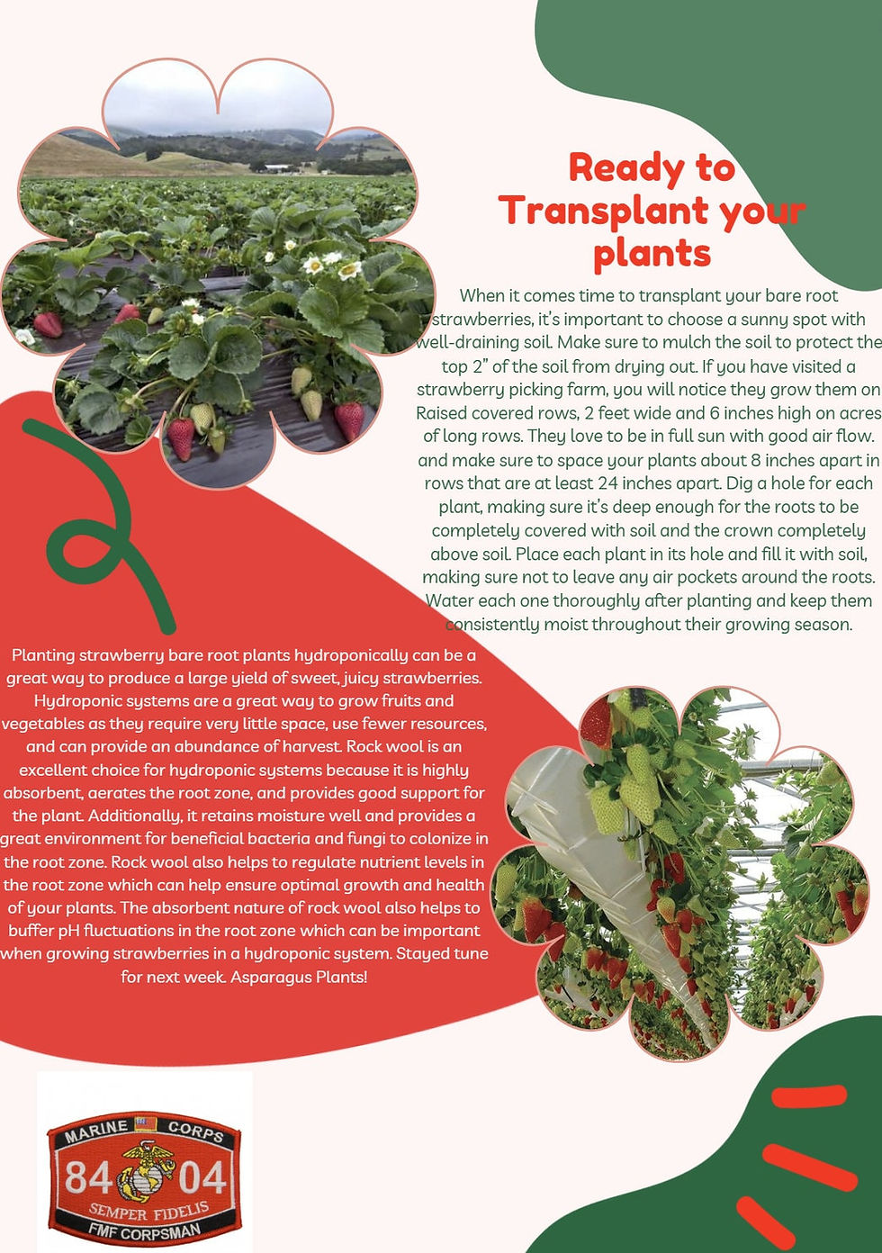 Thumbnail: 10 Strawberry Plant Ozark - Organically grown - Non GMO - Buy 4 SETS Get 5TH FR