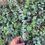 Thumbnail: 1 Foot Tall Baby Blue Eucalyptus Live Plant
