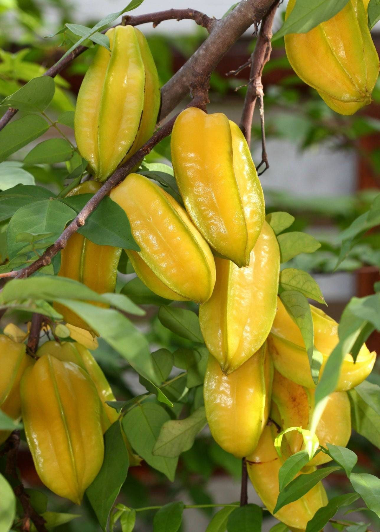 Free shipping - Grafted  Star Fruit (Averrhoa Carambola) tree - 2 to 3ft - ship