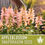 Thumbnail: Snapdragon, Appleblossom Seeds - 100 Heirloom Flower Seeds, Fairy Garden, Cotta