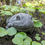 Thumbnail: Chilled and Relaxed Toad Concrete Statue - Free Shipping - Home or Garden Decor