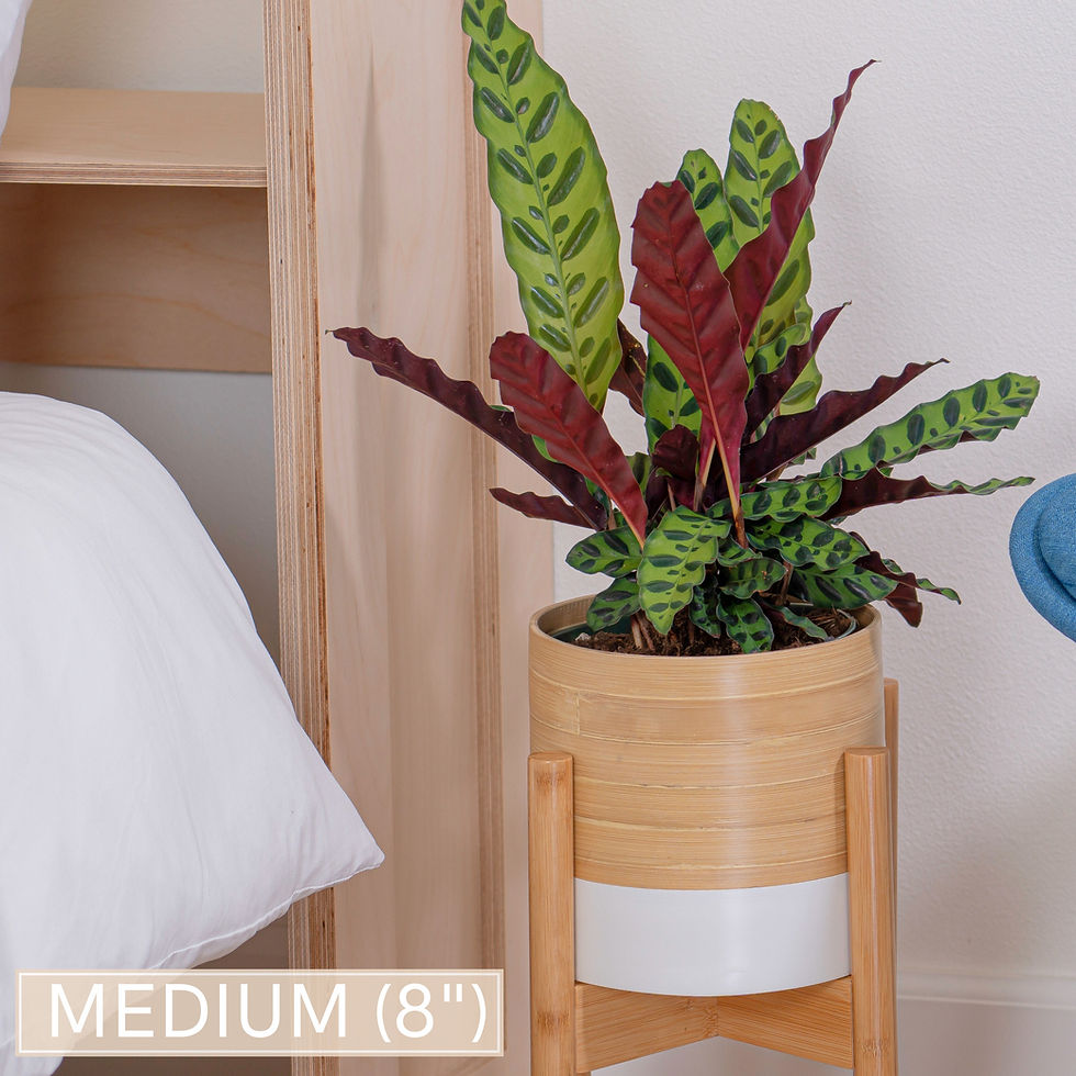 Thumbnail: Plant Pots for Indoor Plants - Large (10"), Medium (8") or Small (6") Boho Plan