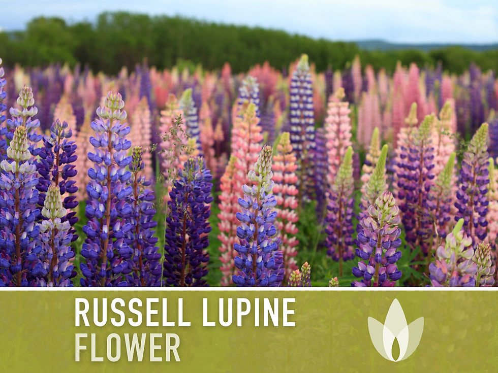 Fairy Garden Seed Collection - 10 Enchanting Heirloom Flowers for Magical Fairy