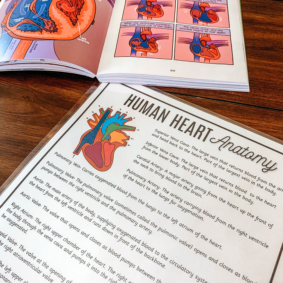 Thumbnail: Heart Anatomy Printable Activity, Human Body Game, About Me, Heart Science Less