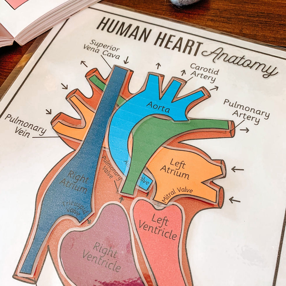Thumbnail: Heart Anatomy Printable Activity, Human Body Game, About Me, Heart Science Less