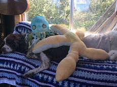 kids stuffed sea creature animals squid, starfish, made in big sur