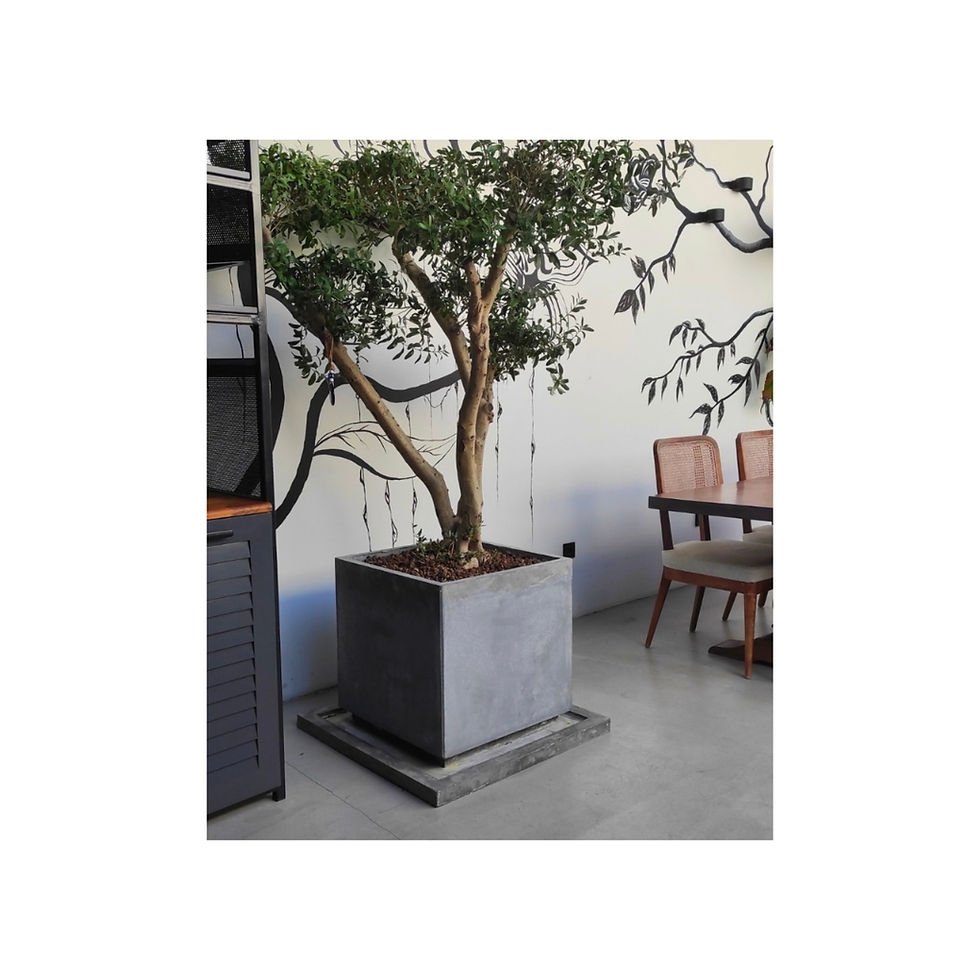 Thumbnail: GRC Kare Saksı