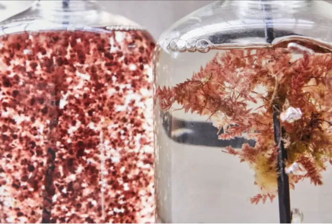 asparagopsis-seaweed-credit-Australian-Seaweed-Institute.webp