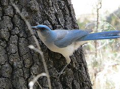 Jay on tree_edited.jpg