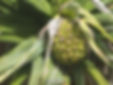 pandanas