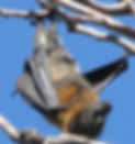 fruit bat close up
