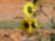 outback flowers