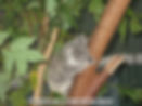 baby koala strikes out on his own