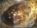 quoll close up