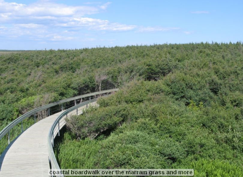 coastal boardwalk over the marram grass and more