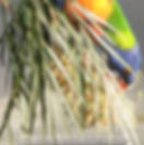 rosella eating the banksia,darlington beach