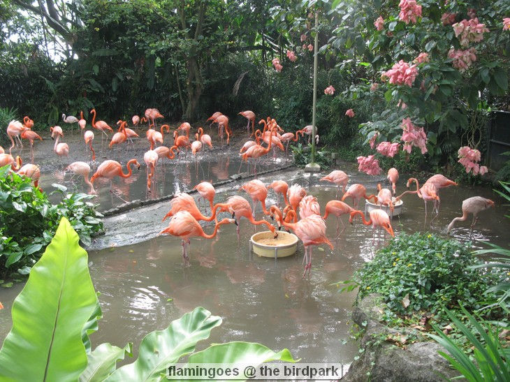 flamingoes _ the birdpark