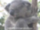 billy koala hospital, port macquarie