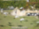 flaming galahs iin flight