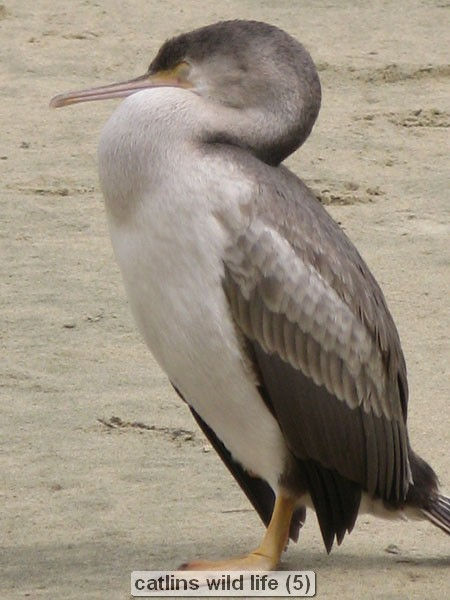 catlins wild life (5)