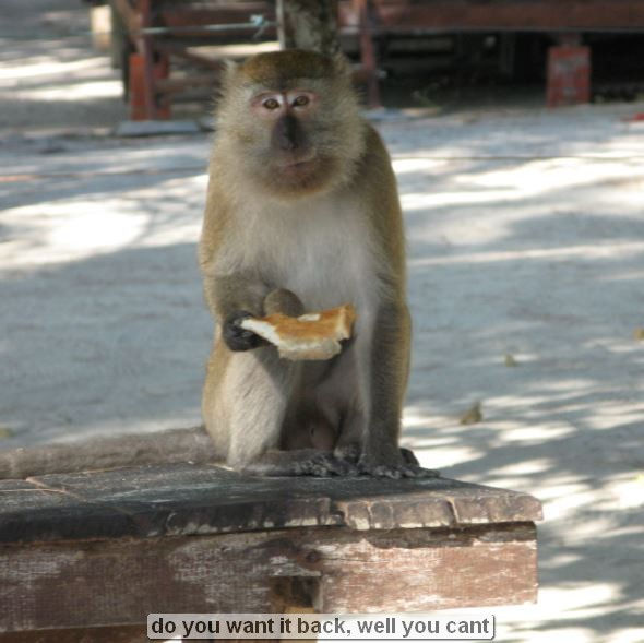 Monkey holding bread, sitting on a wooden surface.