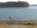 pelican on tuggerah lakes