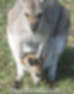 joey in the pouch port macquarie