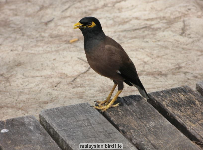 Myna bird standing on wooden surface.