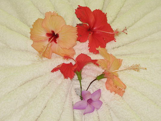 Arriving in Savai'i bed decoration included in a Travel blog created by KeefH Web Designs