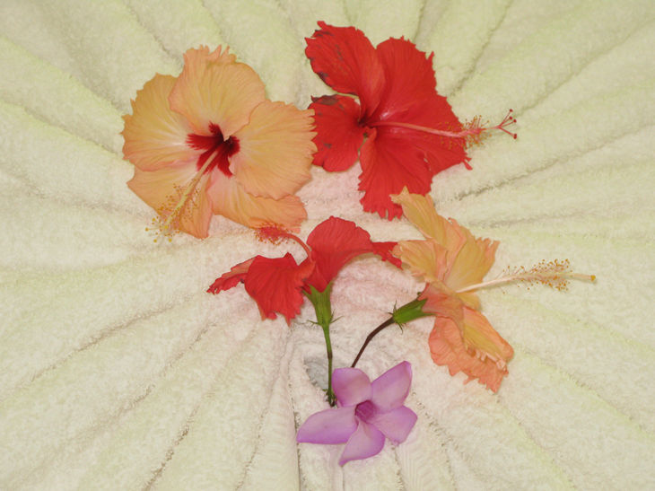 Colorful hibiscus flowers arranged on a white background.