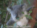 billabong wildlife park, port macquarie