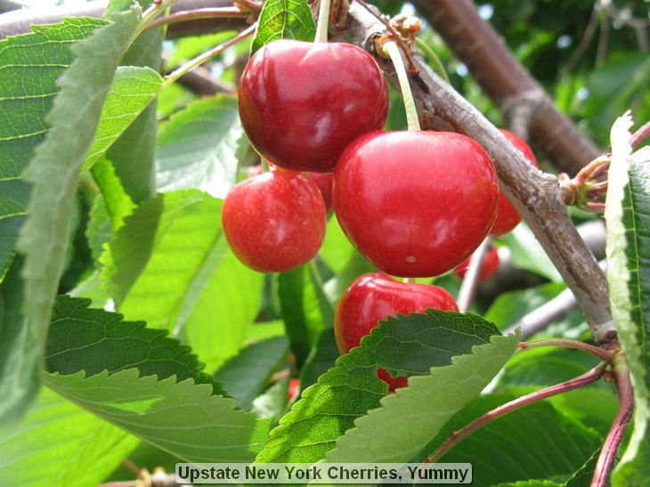 Upstate New York Cherries, Yummy