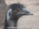 emu port macquarie billabong park