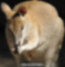 roo _ taronga zoo