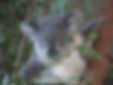 at the koala hospital (1)
