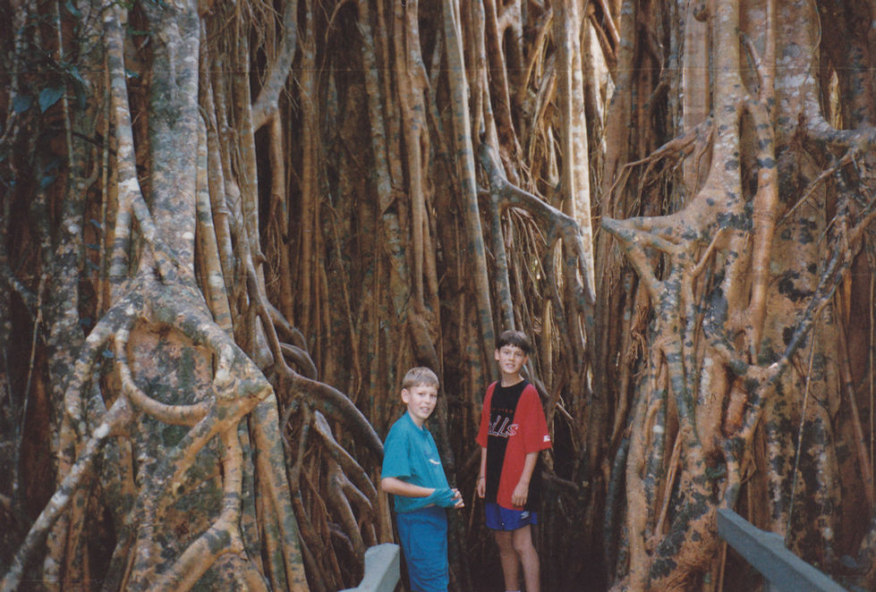 Two people standing among large tree roots.