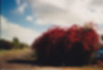 bouganvillea gordonvale QLD