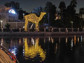 a camel by the lake, dubai