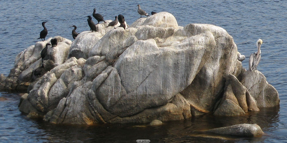 a us pelican