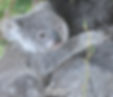 baby koala