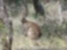 roo _ the Warrumbungle NP