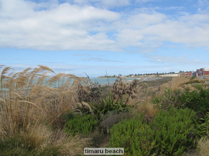 Coastal landscape with grasses and distant buildings.