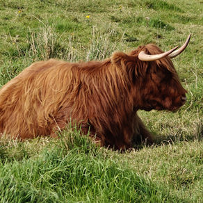 Blog 206 Scotland: Mull, Orkney & Shetland, a travel blog