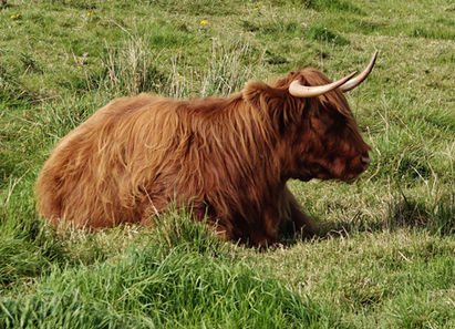 Blog 206 Scotland: Mull, Orkney & Shetland, a travel blog