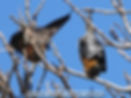 fruit bats sydney botanic gardens