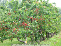 pick your own cherries, waterport niagara county