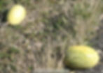 bush melons road to bourke