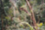 rainforest mossman gorge NP