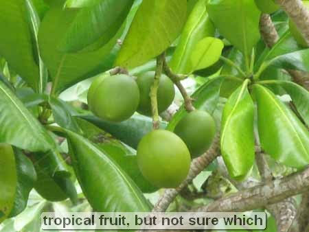 tropical fruit, but not sure which